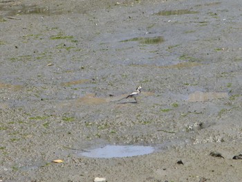 White Wagtail Tokyo Port Wild Bird Park Sun, 4/28/2024