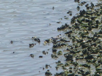 Grey-tailed Tattler Tokyo Port Wild Bird Park Sun, 4/28/2024