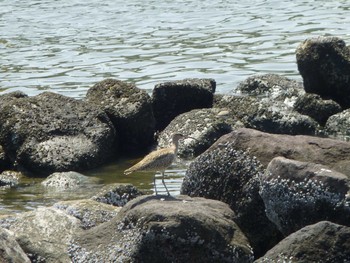 チュウシャクシギ 東京港野鳥公園 2024年4月28日(日)