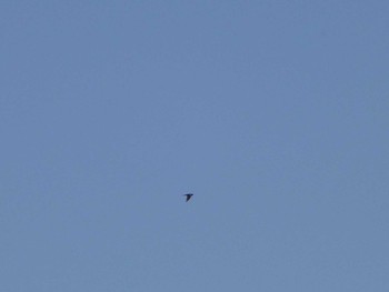 Barn Swallow Tokyo Port Wild Bird Park Sun, 4/28/2024