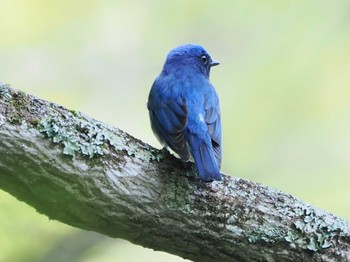 Blue-and-white Flycatcher 摩耶山 Sun, 4/28/2024