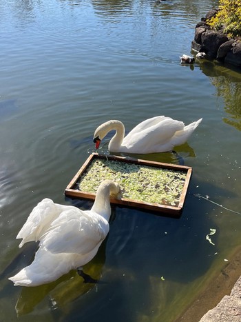 コブハクチョウ 荒川自然公園 2024年1月27日(土)