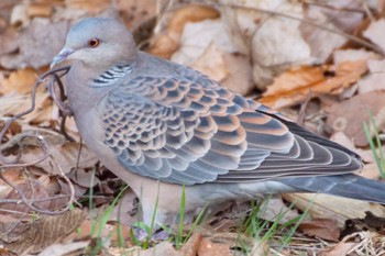 Oriental Turtle Dove Makomanai Park Sat, 4/27/2024