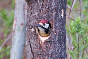 White-backed Woodpecker(subcirris) 真駒内川 Sat, 4/27/2024