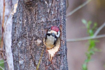 White-backed Woodpecker(subcirris) 真駒内川 Sat, 4/27/2024