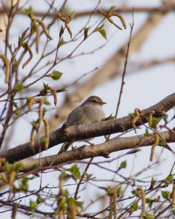 Japanese Bush Warbler Makomanai Park Sat, 4/27/2024