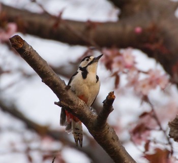 Great Spotted Woodpecker(japonicus) Makomanai Park Sat, 4/27/2024