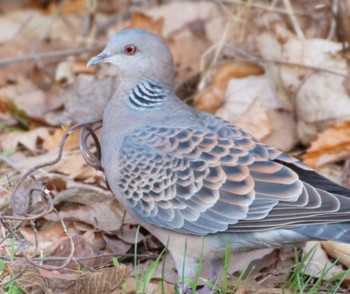 Oriental Turtle Dove Makomanai Park Sat, 4/27/2024