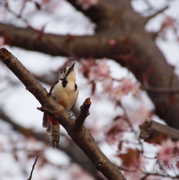 Great Spotted Woodpecker(japonicus) Makomanai Park Sat, 4/27/2024