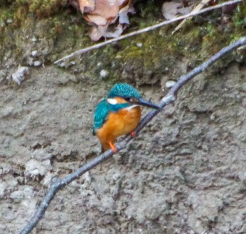 Common Kingfisher 真駒内川 Sat, 4/27/2024