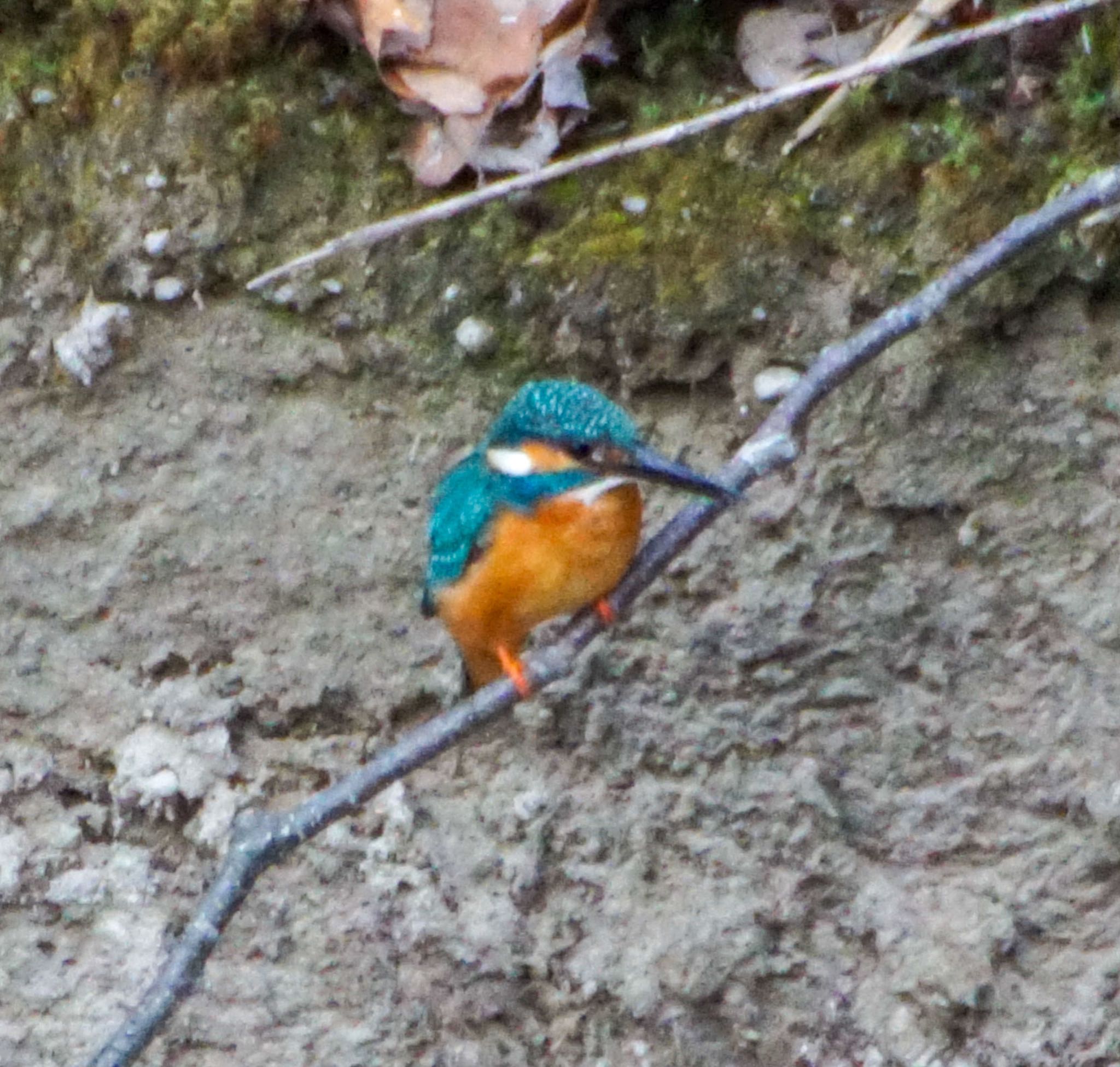 Photo of Common Kingfisher at 真駒内川 by xuuhiro