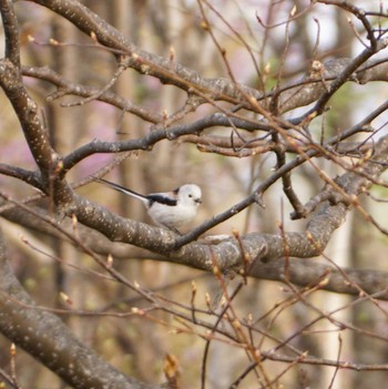 Long-tailed tit(japonicus) Makomanai Park Sat, 4/27/2024