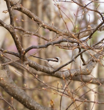 Long-tailed tit(japonicus) Makomanai Park Sat, 4/27/2024