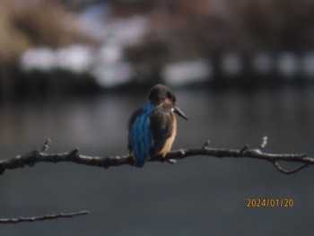 Common Kingfisher 高松の池 Sat, 1/20/2024