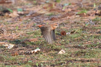 Red Crossbill Miharashi Park(Hakodate) Sun, 4/28/2024