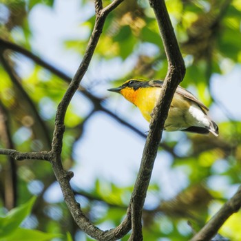 Narcissus Flycatcher Shakujii Park Sun, 4/28/2024