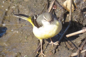 Grey Wagtail 盛岡市 Mon, 1/29/2024