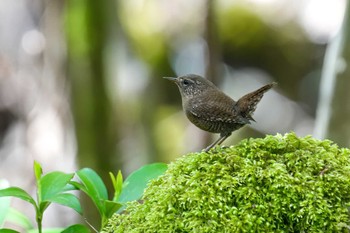 Eurasian Wren 段戸裏谷 Sun, 4/28/2024