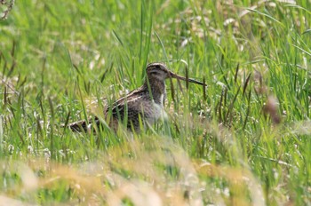 Latham's Snipe 北海道　函館市　函館空港 Sun, 4/28/2024