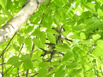 エナガ 秋ヶ瀬公園 2024年4月28日(日)