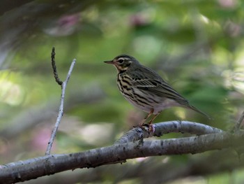 Olive-backed Pipit 高崎自然の森 Sun, 4/28/2024