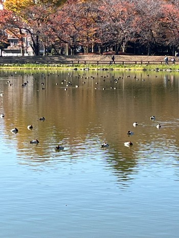 Common Pochard 浮間公園 Sun, 12/3/2023