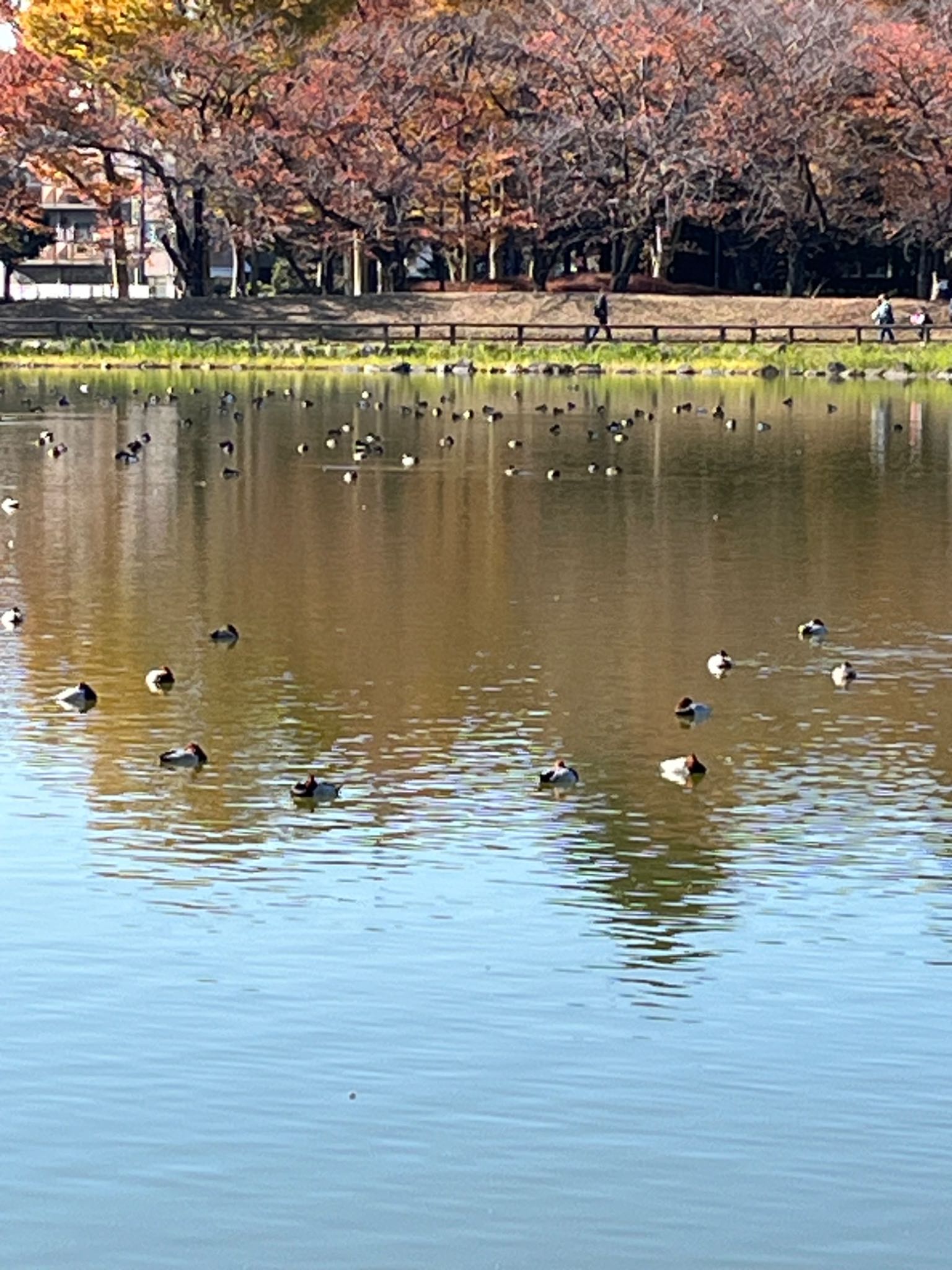 浮間公園 ホシハジロの写真 by いっちー🦜🦅🦆鳥好き