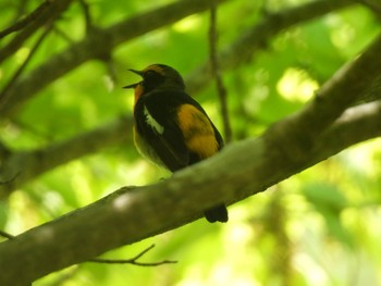 Sun, 4/28/2024 Birding report at Hayatogawa Forest Road