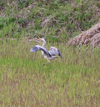 アオサギ 浮島ヶ原自然公園 2024年4月6日(土)