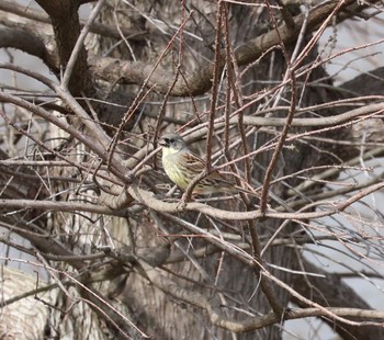 Masked Bunting 浮島ヶ原自然公園 Sat, 4/6/2024