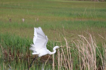 Great Egret 浮島ヶ原自然公園 Sat, 4/6/2024