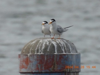 Little Tern 木曽川大堰(馬飼頭首工)上 Sun, 4/28/2024