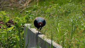 Green Pheasant 久居 Sun, 4/28/2024