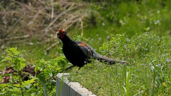 Green Pheasant 久居 Sun, 4/28/2024