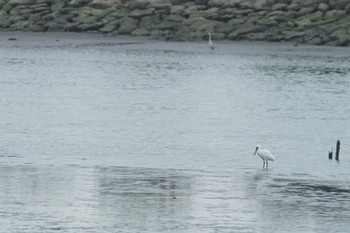 Black-faced Spoonbill Kasai Rinkai Park Fri, 4/12/2024