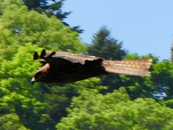 Black Kite Hayatogawa Forest Road Sun, 4/28/2024