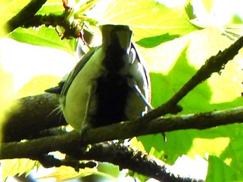 Japanese Tit Hayatogawa Forest Road Sun, 4/28/2024