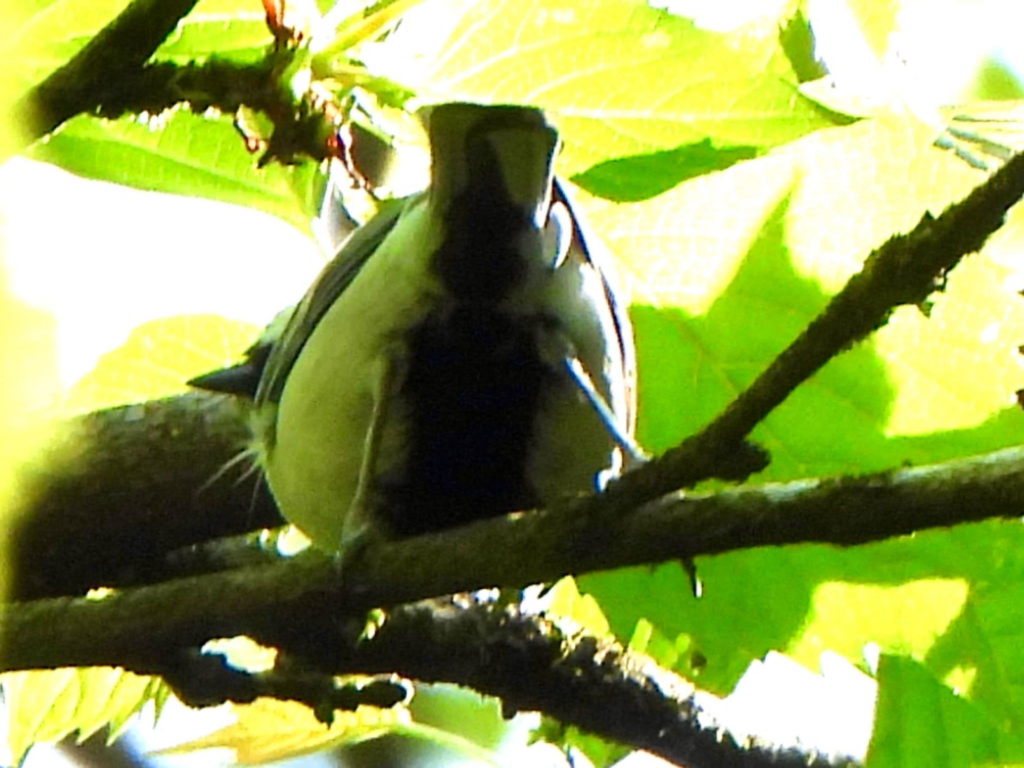 Photo of Japanese Tit at Hayatogawa Forest Road by ツピ太郎