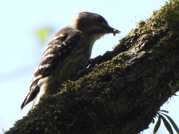 Japanese Pygmy Woodpecker Hayatogawa Forest Road Sun, 4/28/2024