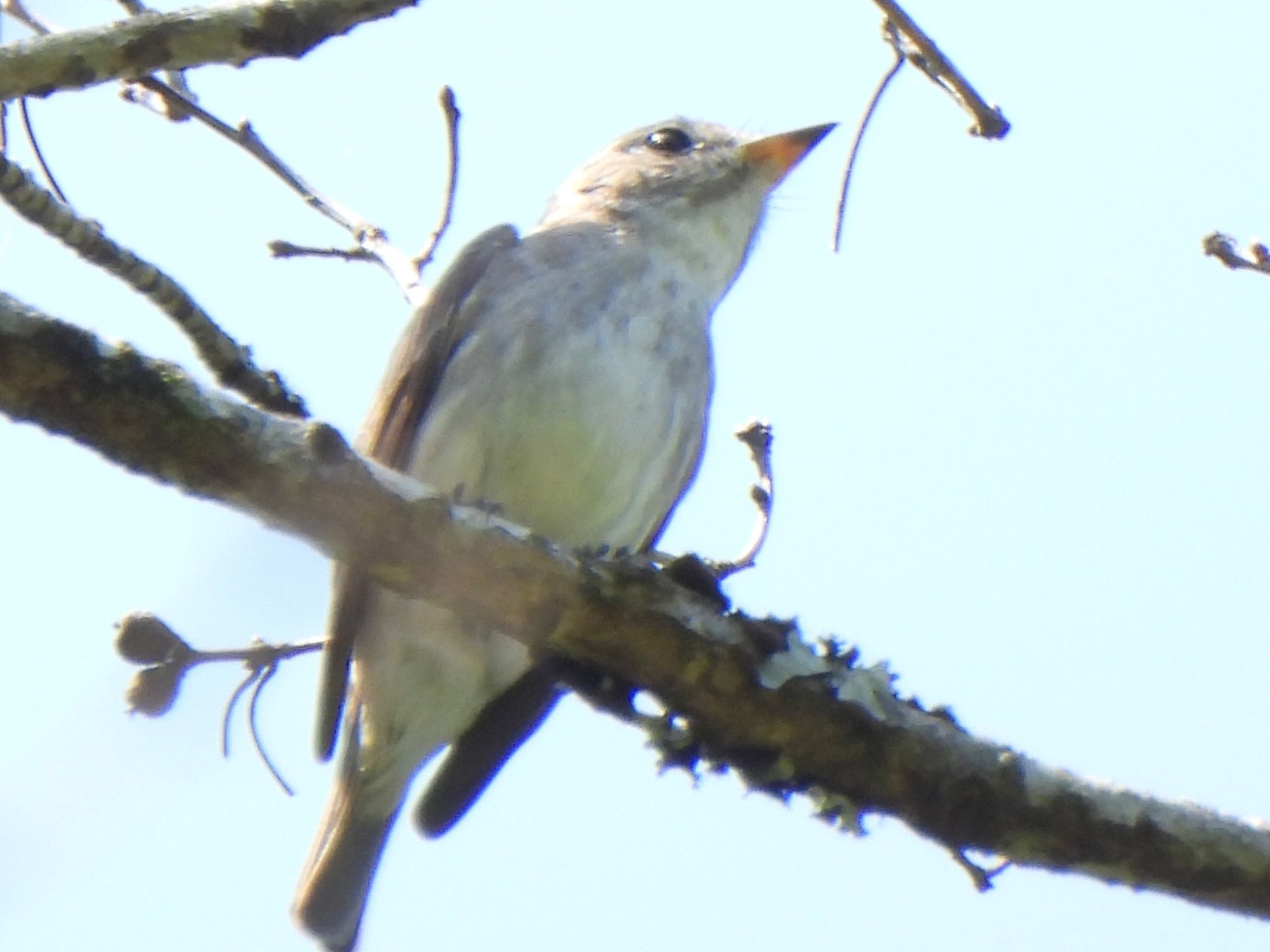 Photo of Asian Brown Flycatcher at Hayatogawa Forest Road by ツピ太郎