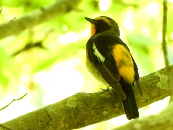 Narcissus Flycatcher Hayatogawa Forest Road Sun, 4/28/2024