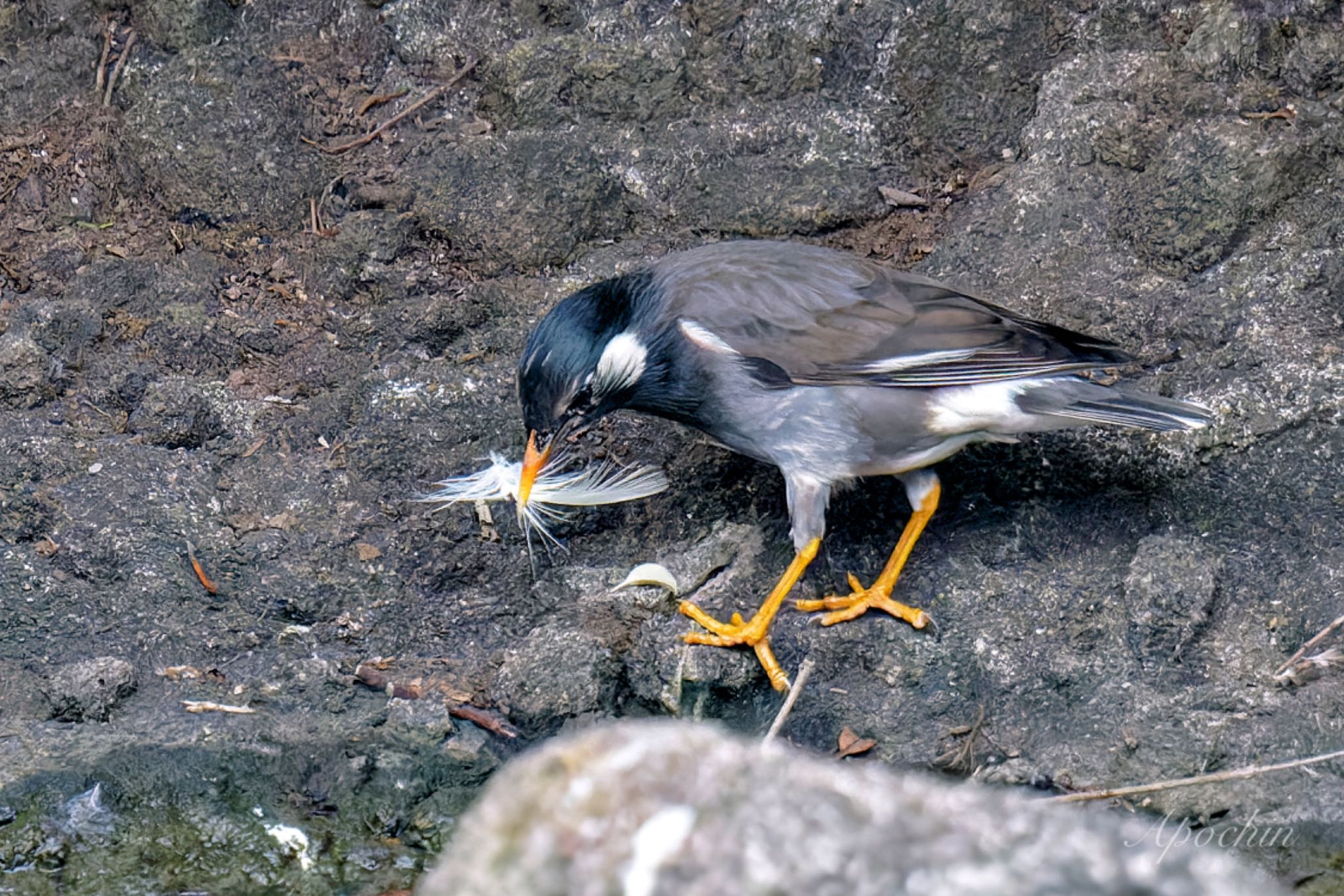 Photo of White-cheeked Starling at Ukima Park by アポちん