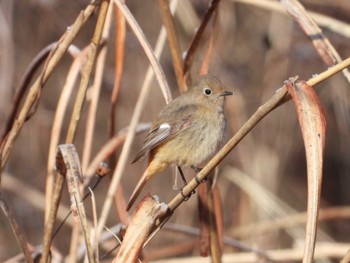 Daurian Redstart 深田記念公園 山梨県韮崎市 Sat, 2/24/2024