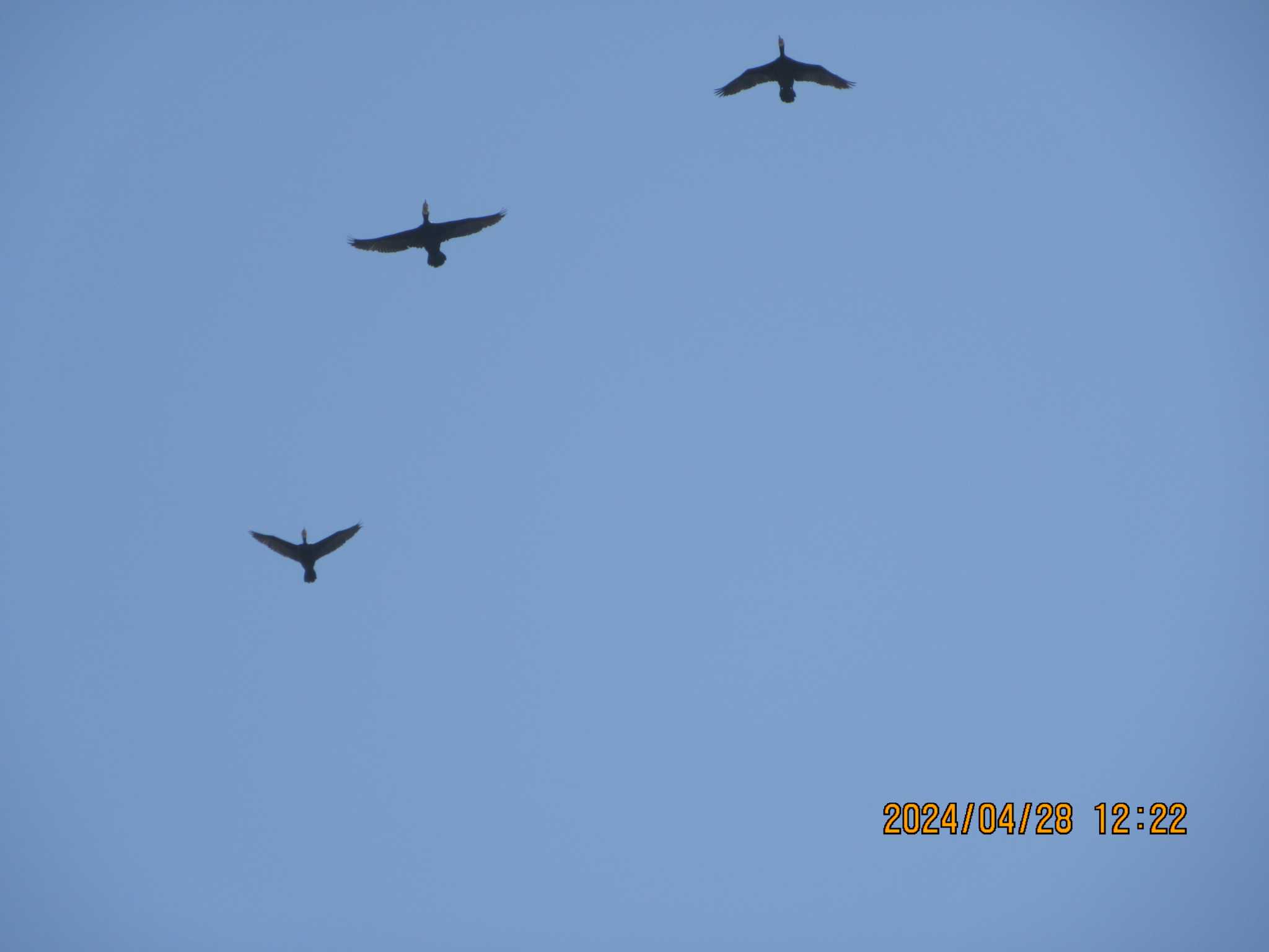 Photo of Great Cormorant at  by バンケン