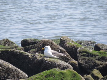 Black-tailed Gull 新木場緑道公園(東京都江東区) Sun, 4/28/2024