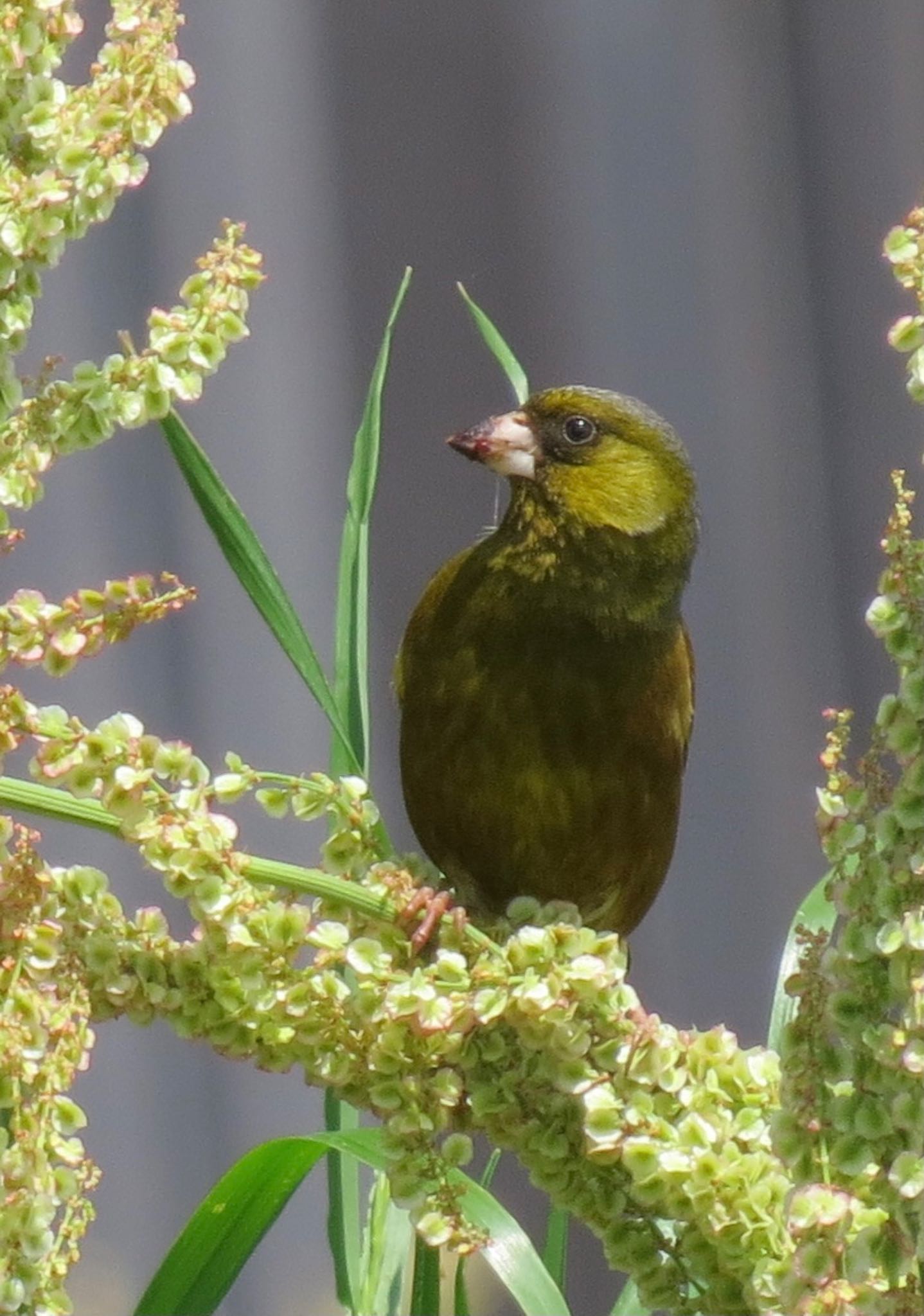 Photo of Grey-capped Greenfinch at 新木場緑道公園(東京都江東区) by Haruki🦜