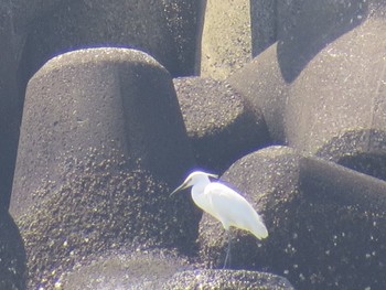 Little Egret 新木場緑道公園(東京都江東区) Sun, 4/28/2024