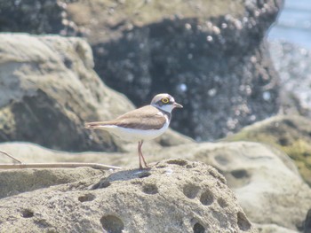 Little Ringed Plover 新木場緑道公園(東京都江東区) Sun, 4/28/2024