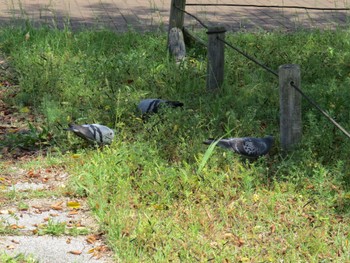 Rock Dove Unknown Spots Sun, 4/28/2024