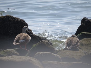 Eastern Spot-billed Duck 新木場緑道公園(東京都江東区) Sun, 4/28/2024